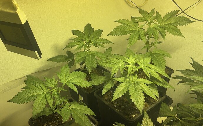 Growreport Bild 25
