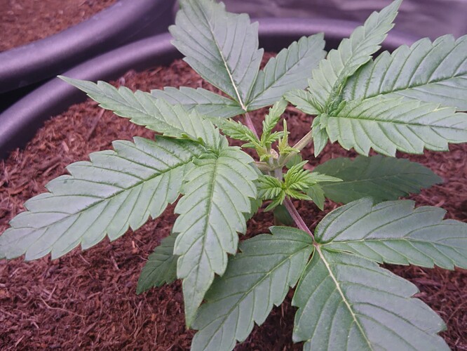 Growreport Bild 4