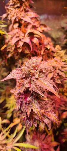 Growreport Bild 28
