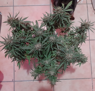 Growreport Bild 2