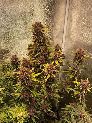 Growreport Bild 4