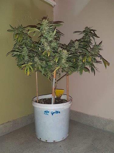 Growreport Bild 1