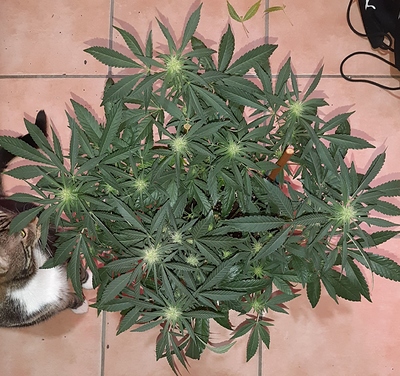 Growreport Bild 8