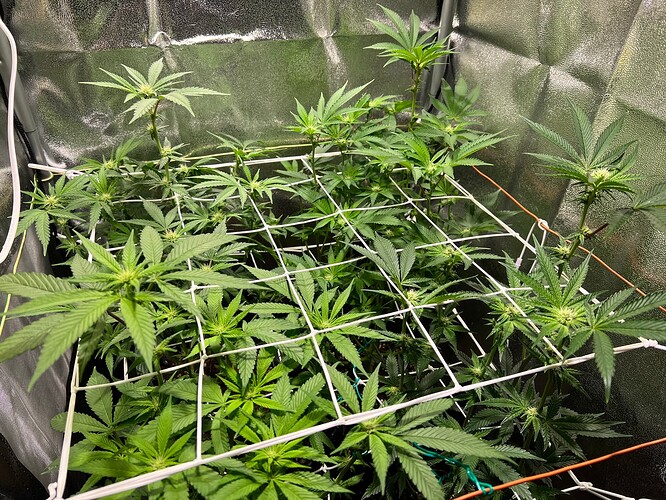 Growreport Bild 5