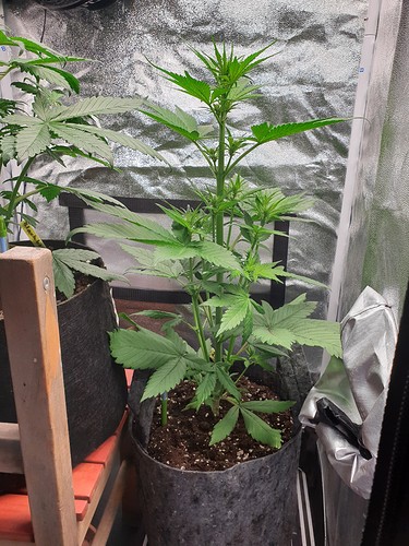 Growreport Bild 1