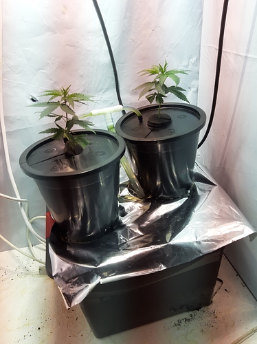 Growreport Bild 6