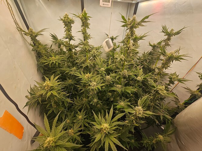 Growreport Bild 1