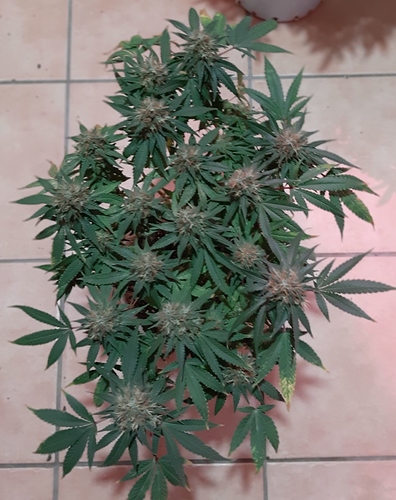 Growreport Bild 5