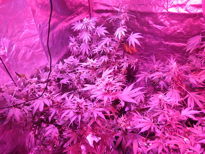 Growreport Bild 2