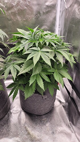 Growreport Bild 3