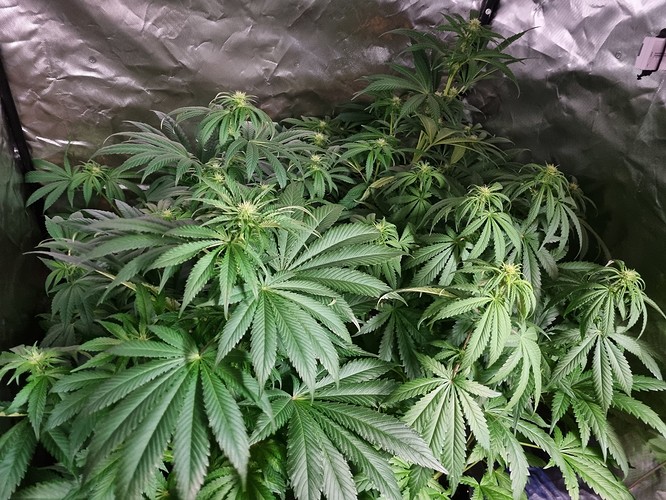 Growreport Bild 17