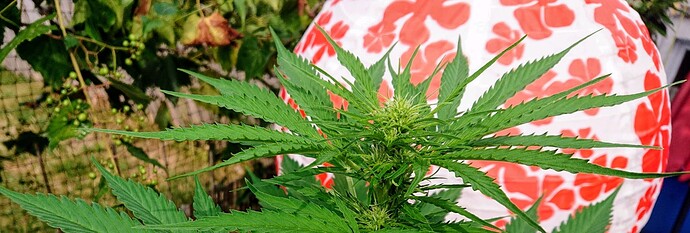 obscura1660941585497