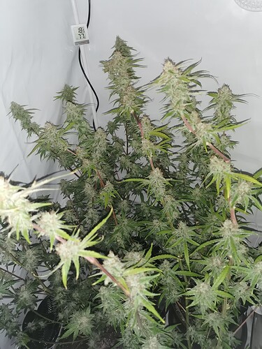 Growreport Bild 2