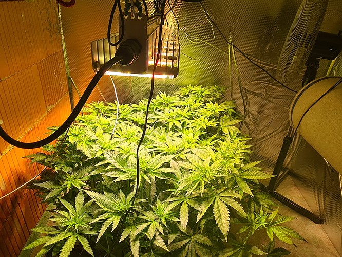 Mehrere junge Cannabispflanzen in einem Zelt unter einer LED-Wachstumslampe, die eine Höhe von etwa 60 cm erreicht haben.
