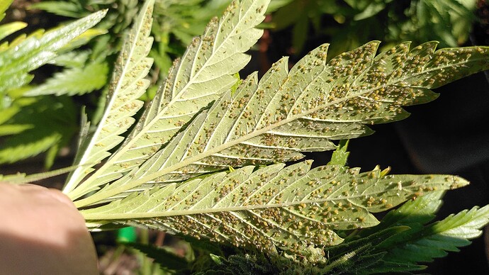 Growreport Bild 2