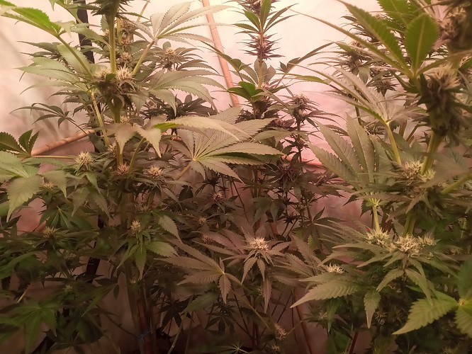 Growreport Bild 34