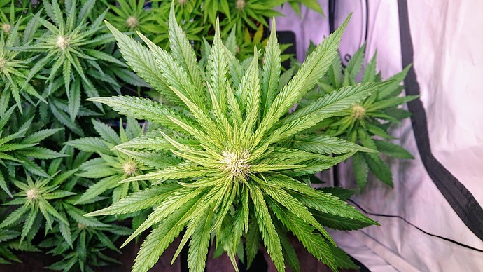Growreport Bild 14