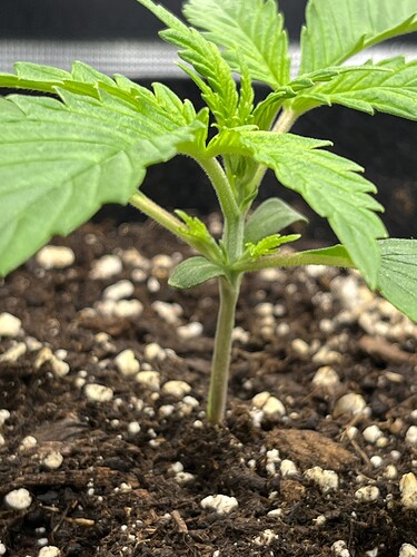 Growreport Bild 6