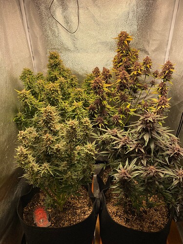 Growreport Bild 1