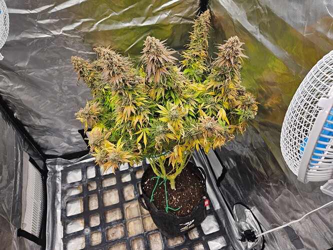 Growreport Bild 1