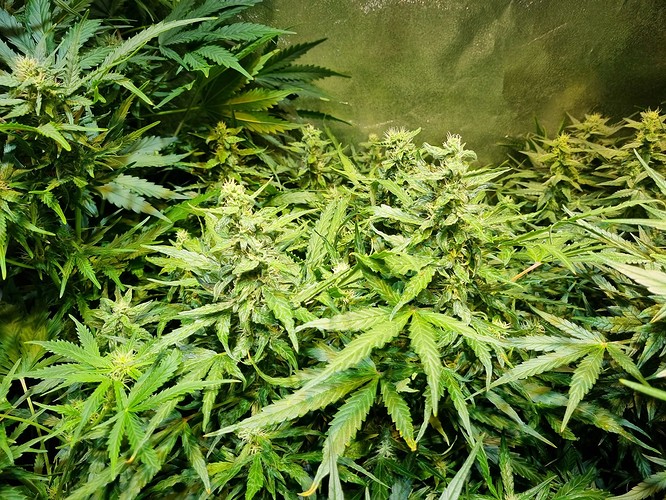 Growreport Bild 18