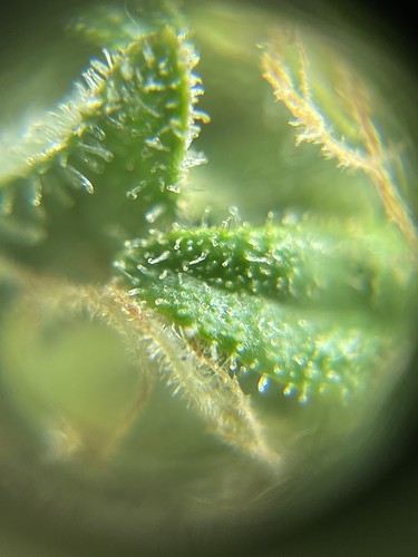 Growreport Bild 63