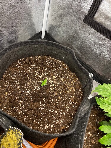 Growreport Bild 8
