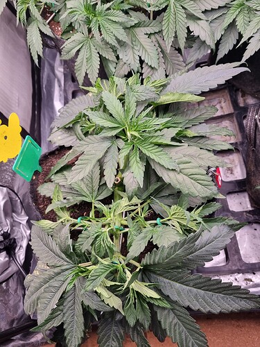 Growreport Bild 72