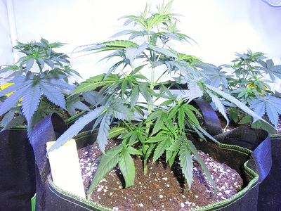 Mehrere junge Cannabispflanzen in Stofftöpfen, die sich im Wuchs befinden. Die Pflanzen sind grün und gesund, mit mehreren Verzweigungen.