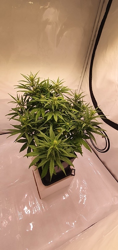 Growreport Bild 1