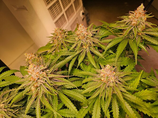 Growreport Bild 3