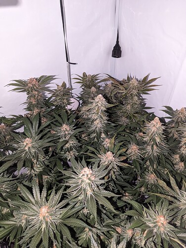 Growreport Bild 2