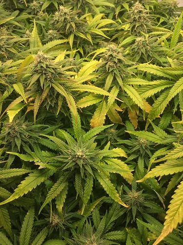 Growreport Bild 11
