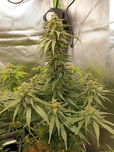 Growreport Bild 13