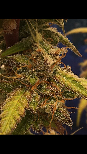 Growreport Bild 6