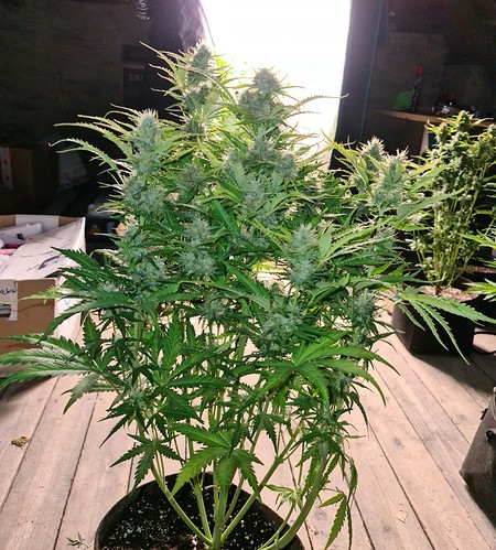 Growreport Bild 1