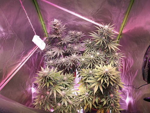 Growreport Bild 8