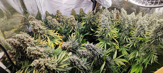 Growreport Bild 37