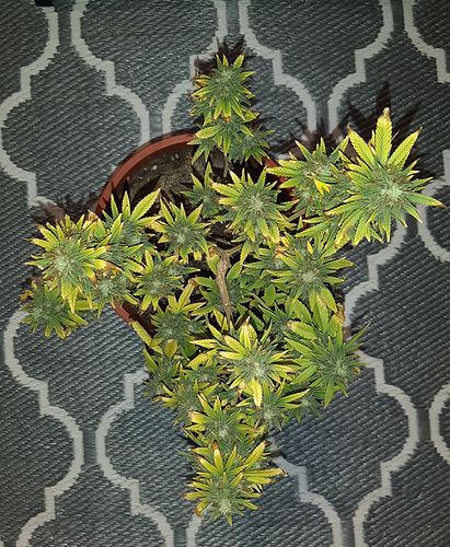Growreport Bild 2
