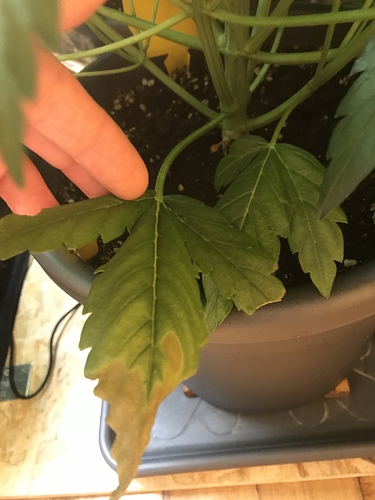 Growreport Bild 7