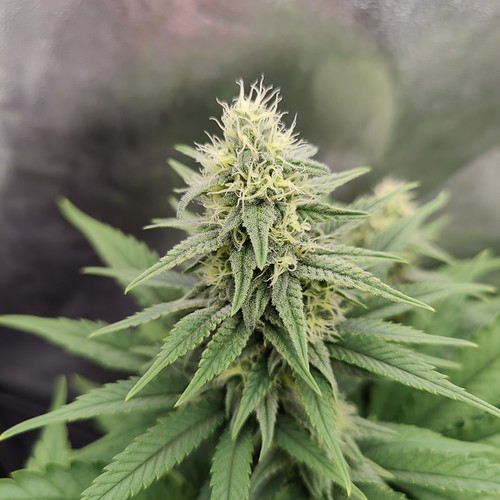 Growreport Bild 7