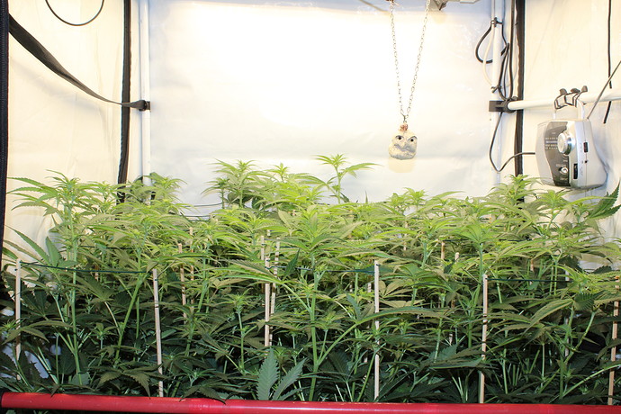 Growreport Bild 3
