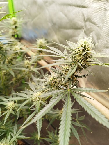Growreport Bild 5