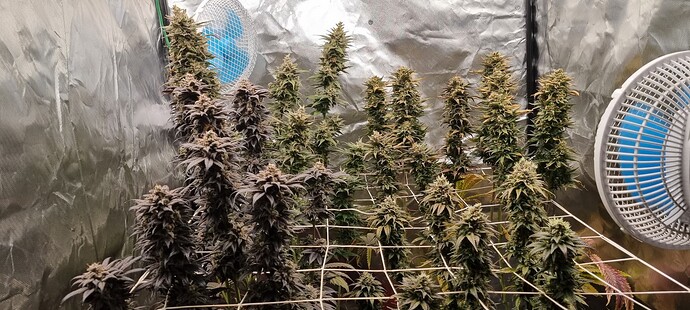 Growreport Bild 7