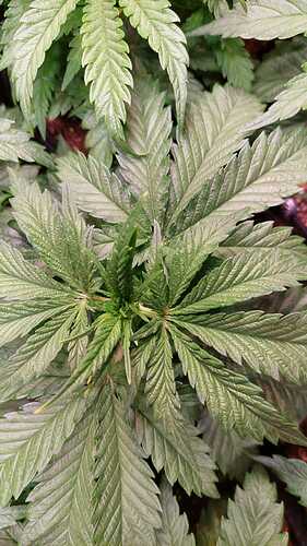 Growreport Bild 3