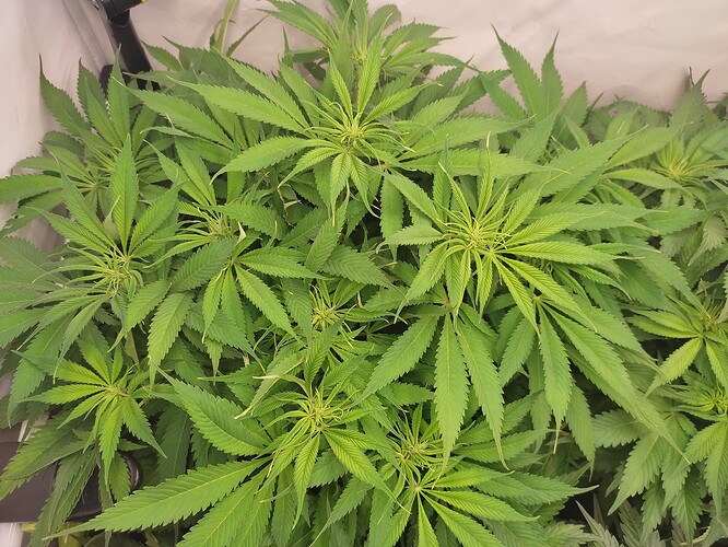Growreport Bild 13