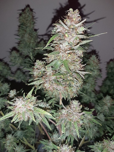 Growreport Bild 9
