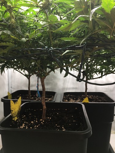 Growreport Bild 26