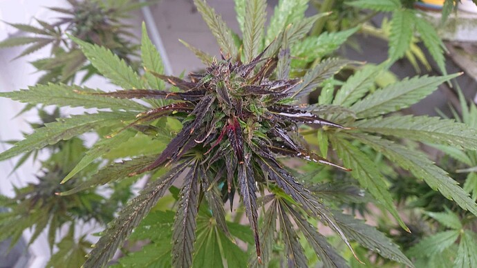Growreport Bild 13