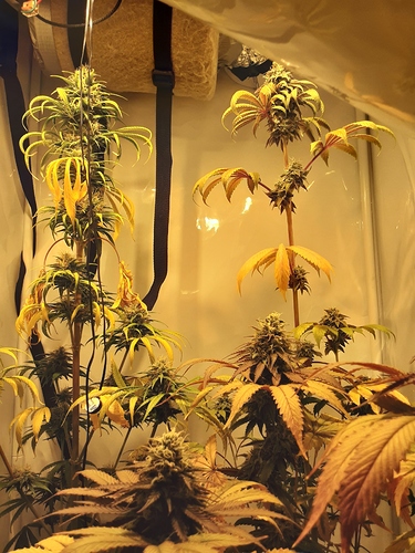 Growreport Bild 2